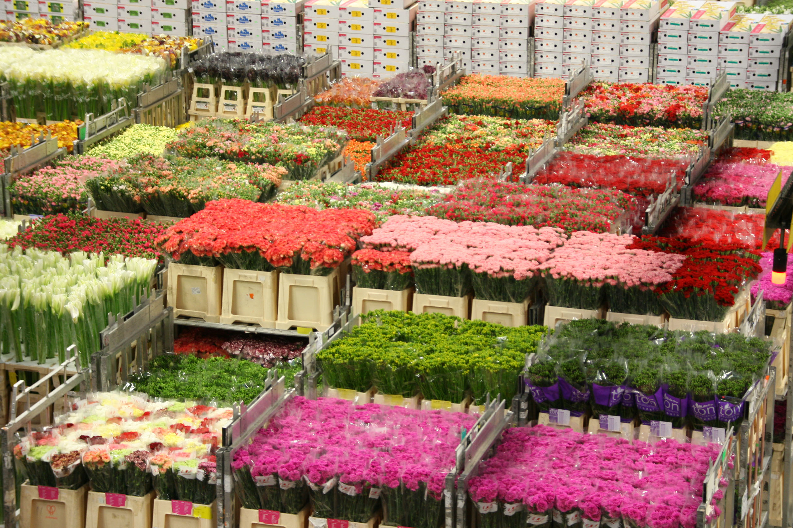 Blumen Wax Topfpflanzen und Schnittblumen Holland Blumen und
